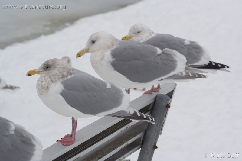 Gulls (Larus spp)
