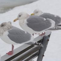 Gulls (Larus spp)