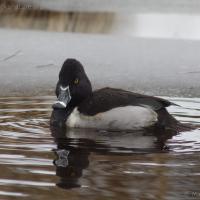 Ring-necked Duck (Aythya collaris)