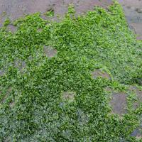 Winter Green Seaweed (Prasiola sp)