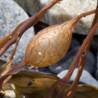 Dried Kelp