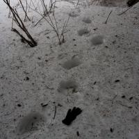 Bear Tracks (Ursus arctos)