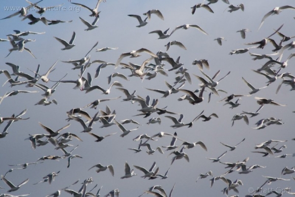 Gulls in Flight