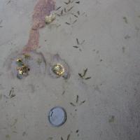 Marbled Godwit Tracks (Limosa fedoa)