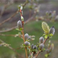 Sitka Willow (Salix sitchensis)