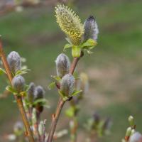 Sitka Willow (Salix sitchensis)