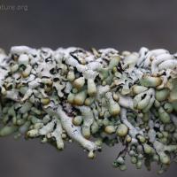 Lichen spp