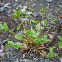 Siberian Miner's Lettuce (Claytonia sibirica)