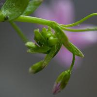 Siberian Miner's Lettuce (Claytonia sibirica)