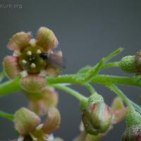 Stink Currant (Ribes bracteosum)