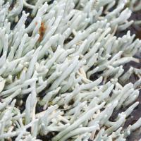 Whitefingers Lichen (Siphula ceratites)