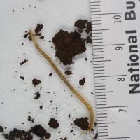 Soil Centipede (Geophilomorpha)
