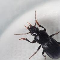 Ground Beetle (Pterostichus sp)