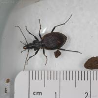 Ground Beetle (Scaphinotus marginatus)