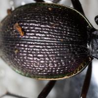 Ground Beetle (Scaphinotus marginatus)