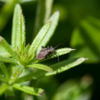 Plant Bug Nymphs (Miridae)