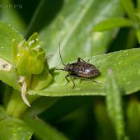 Plant Bug Nymphs (Miridae)