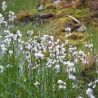 Tall Cotton Grass (Eriophorum angustifolium)