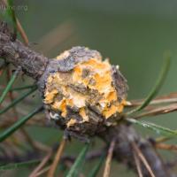 Western Gall Rust (Endocronartium harknessii)