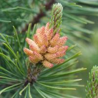 Shore Pine (Pinus contorta)