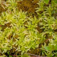 Peat Moss (Sphagnum spp)
