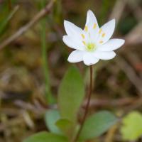 Northern Star-flower (Trientalis europaea)