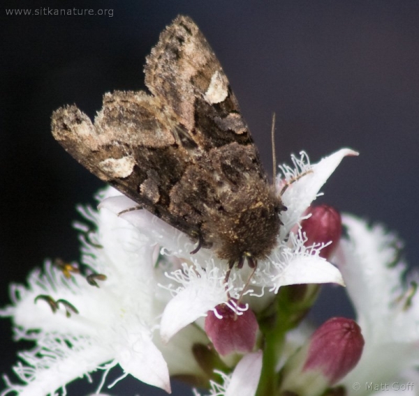 Unidentified Moth on Bog Buckbean
