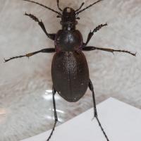 European Ground Beetle (Carabus nemoralis)
