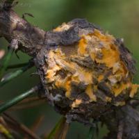 Western Gall Rust (Endocronartium harknessii)
