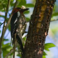 Red-breasted Sapsucker on Sitka Willow
