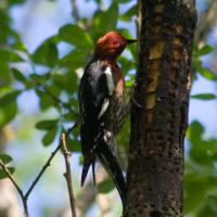 Red-breasted Sapsucker on Sitka Willow