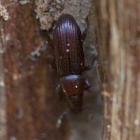 Bark Beetle (Rhyncolus sp)