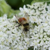 Bee on Cow Parsnip