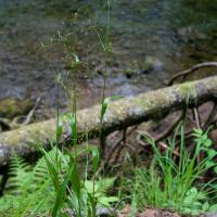 Small-flowered Woodrush (Luzula parviflora)