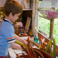 Connor Helping with Rhubarb