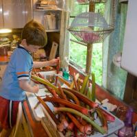 Connor Helping with Rhubarb