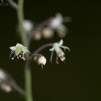 Foamflower (Tiarella trifoliata)