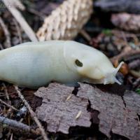 White Banana Slug (Ariolimax columbianus)