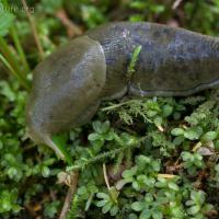 Green Banana Slug (Ariolimax columbianus)