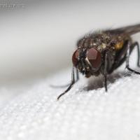 Forest Fly (Diptera)