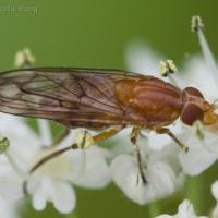 Syrphid Fly (Brachyopa sp)