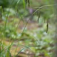 Mertens' Sedge (Carex mertensii)