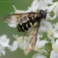 Syrphid Fly (Dasysyrphus sp)