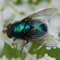 Blow Fly (Calliphoridae)
