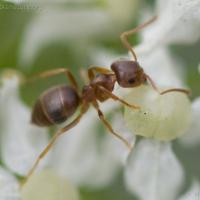 Ant (Lasius sp)