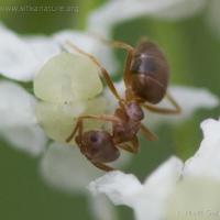 Ant (Lasius sp)