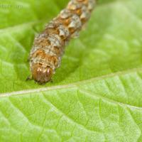 Caterpillar (Lepidoptera sp)