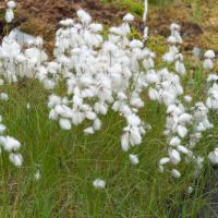 Tall Cotton Grass (Eriophorum angustifolium)