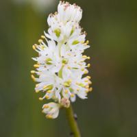 False Asphodel (Triantha sp)