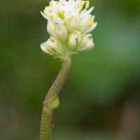 False Asphodel (Triantha sp)